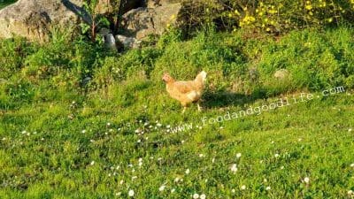 Galline felici: come allevarle nel modo giusto e perché